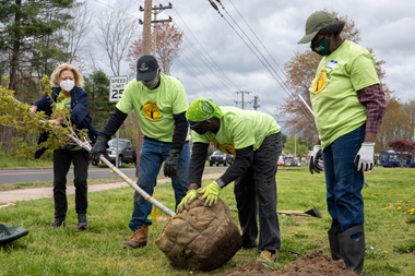 Trees for Bloomfield